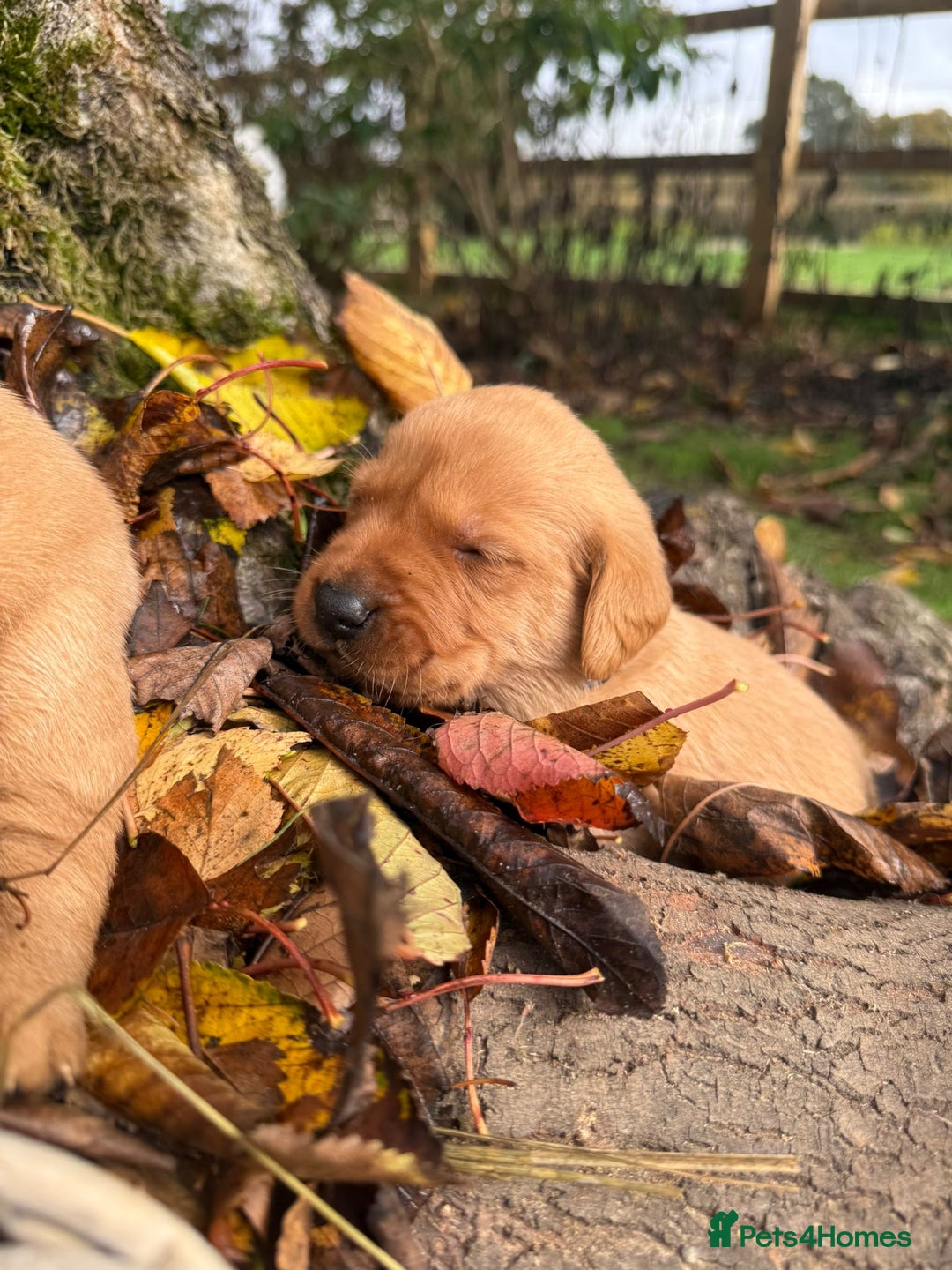 Labrador Retriever dogs for sale: Stunning litter of KC fox red labradors  - Advert 11