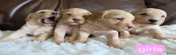 Cockapoo dogs for sale: DNA Health Tested Cockapoos Apricot/Golden - Advert 11