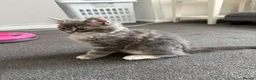 Mixed Breed cats for sale: Male Fluffy grey cat  - Advert 3