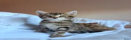 Mixed Breed cats for sale: BENGAL X DSH X BSH ADORABLE FLUFFY KITTEN - Advert 12