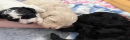 Cavapoo dogs for sale: 3 beautiful pups looking for their forever home - Advert 2
