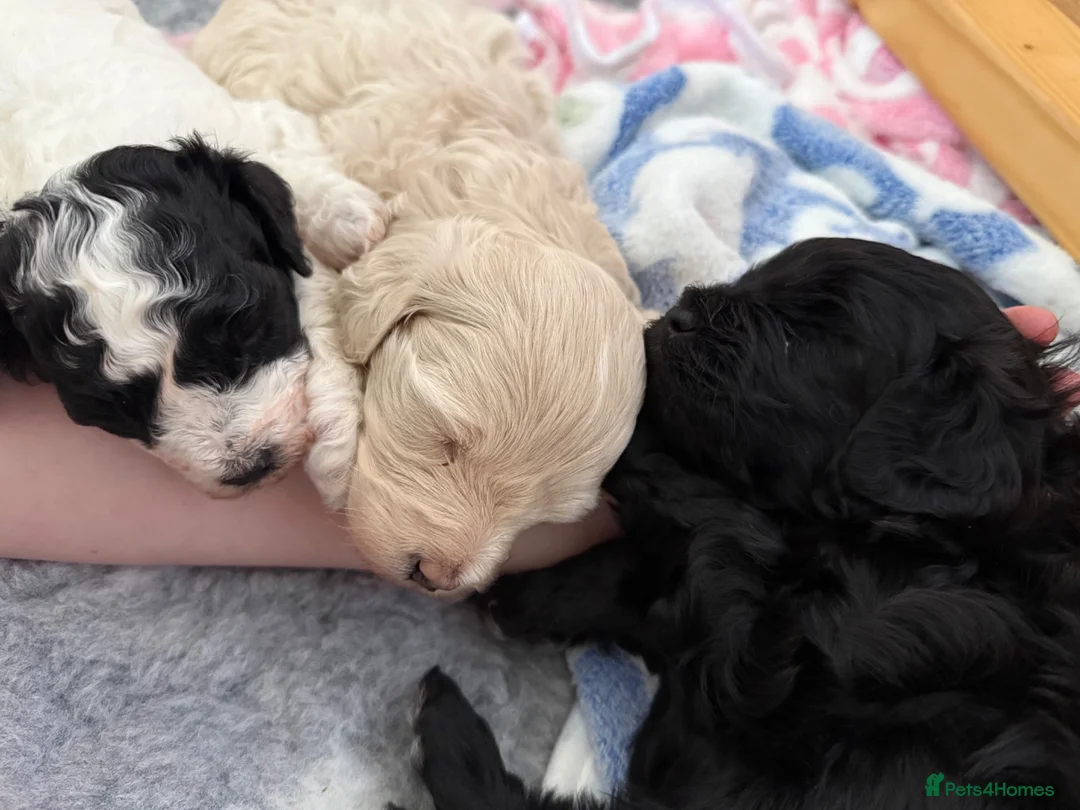 Cavapoo dogs for sale: 3 beautiful pups looking for their forever home - Advert 2