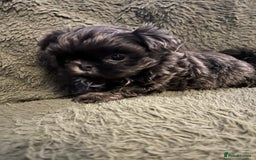 Shih Tzu dogs for sale: A lovely litter of Shih Tzu pups - Image 16