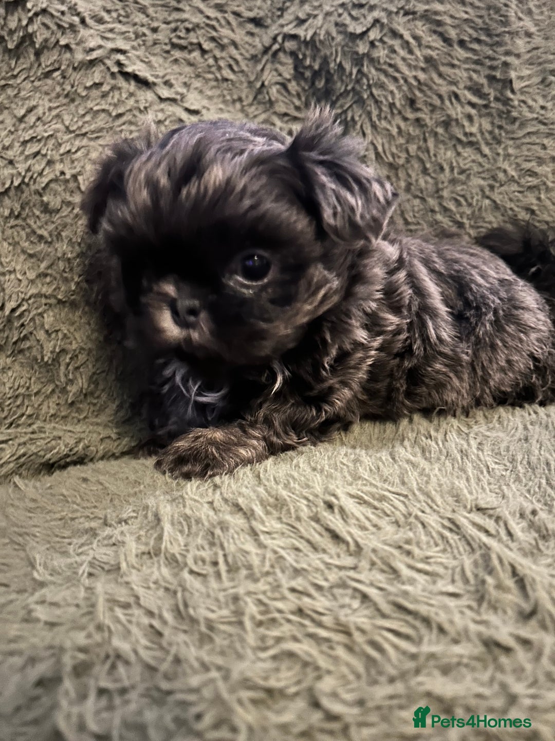 Shih Tzu dogs for sale: A lovely litter of Shih Tzu pups - Image 16