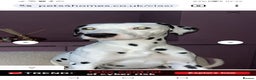 Dalmatian dogs for sale: Delightful Dalmation looking for Love - Advert 10