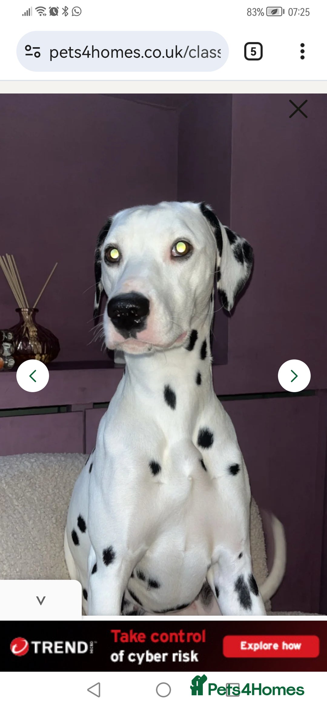 Dalmatian dogs for sale: Delightful Dalmation looking for Love - Advert 10