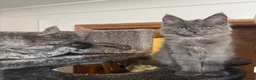 Maine Coon cats for sale: Large female Maine Coon kittens  - Advert 6