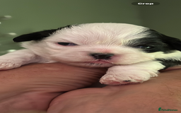 Shih Tzu dogs for sale: 5 Beautiful shihtzu  puppies for sale 2xM 3xF - Image 21