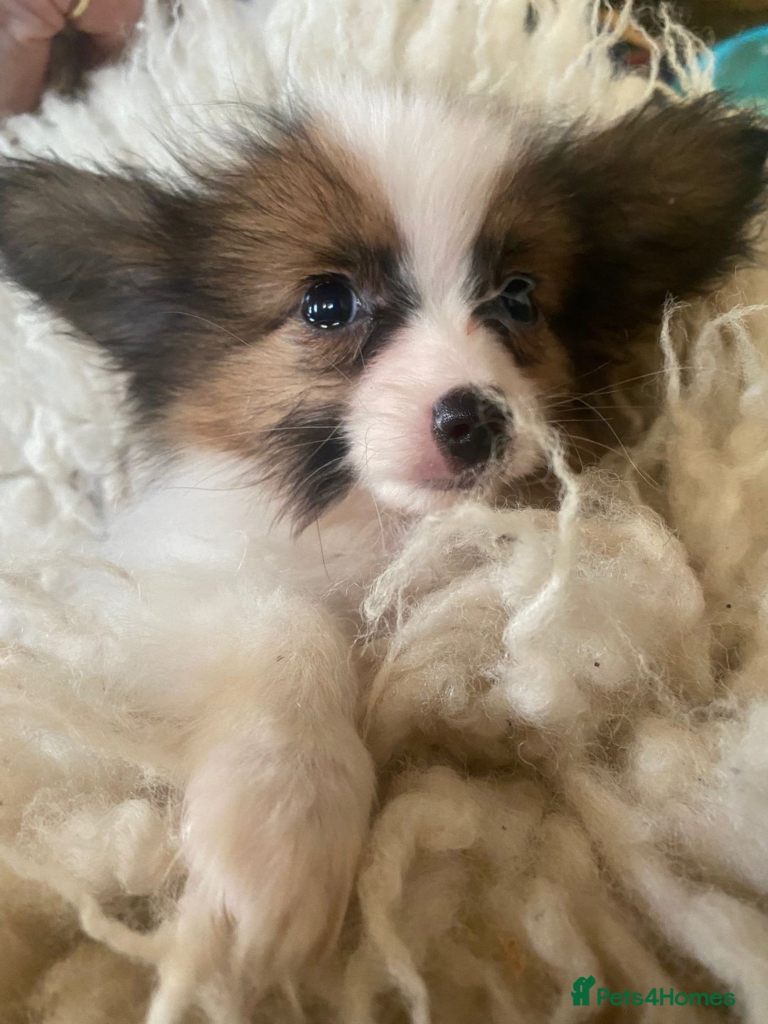 Papillon dogs for sale: Kennel Club registered Papillons - Advert 1