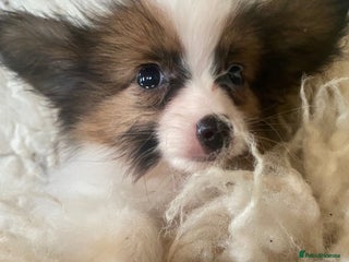 Papillon dogs Kennel Club registered Papillons - Advert 5