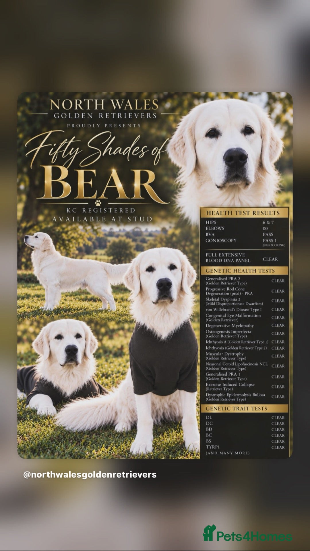 Golden Retriever dogs for stud: TOP CLASS! DNA & ICT CLEAR PERFECT STUD  - Advert 2