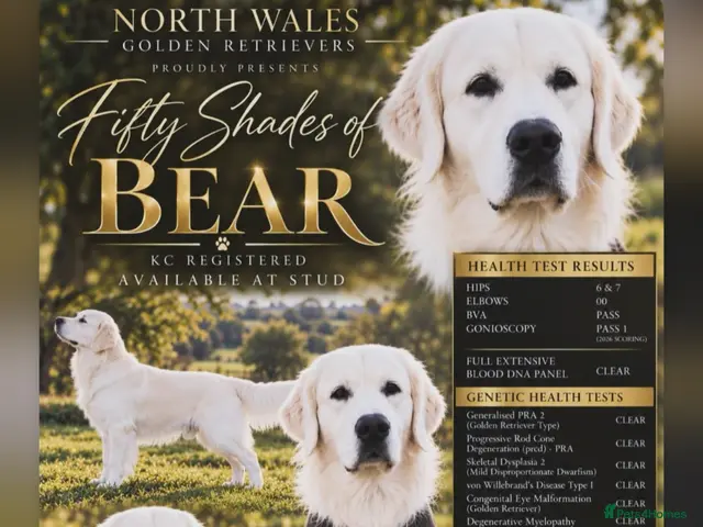 Golden Retriever dogs for stud: TOP CLASS! DNA & ICT CLEAR PERFECT STUD - Advert 2