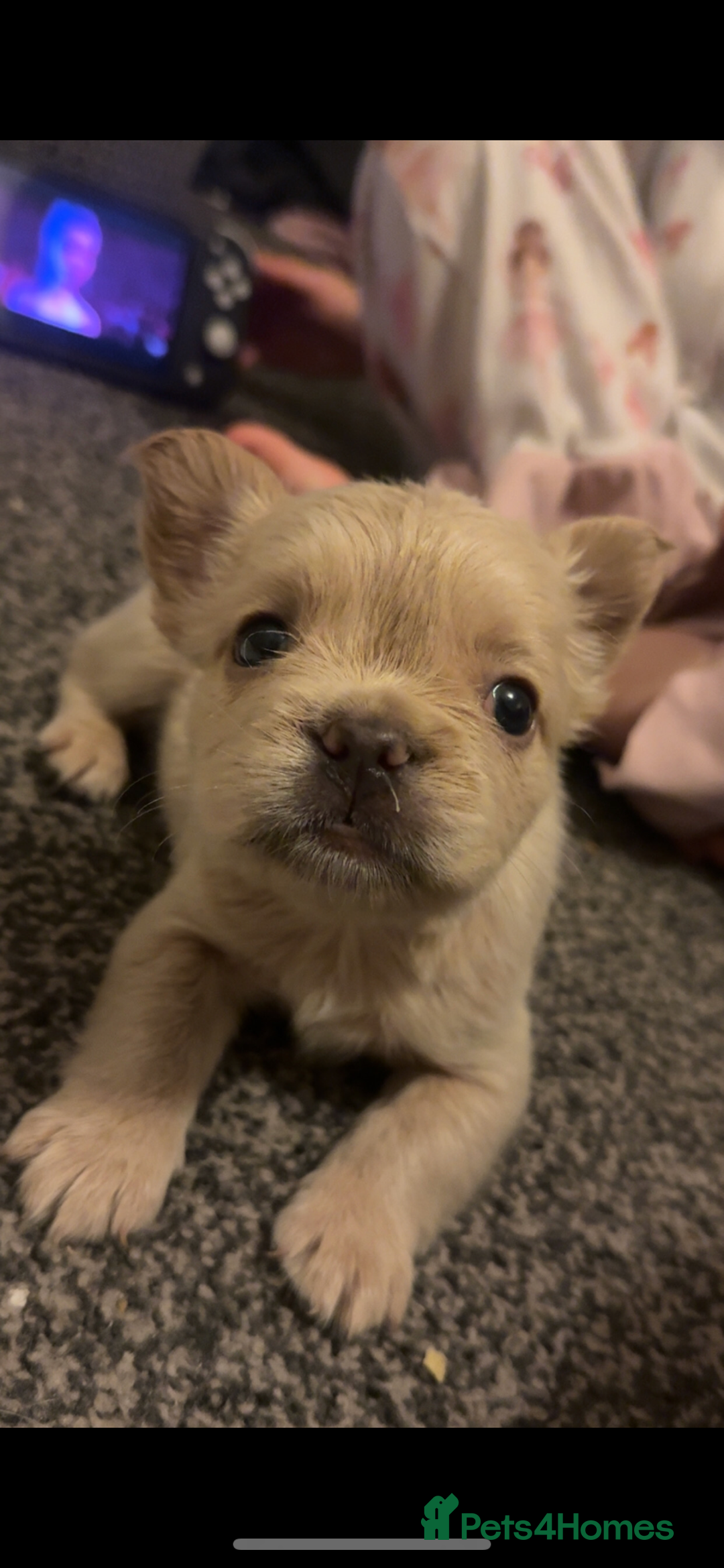 French Bulldog dogs for sale: French bulldog pups available Reduced‼️ - Advert 24