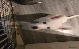 Siberian Husky dogs for sale: 2 White Siberian Huskys - Image 6