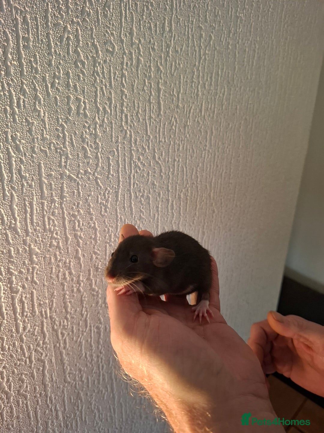 Rat rodents for sale: BABY RATS  - Advert 4