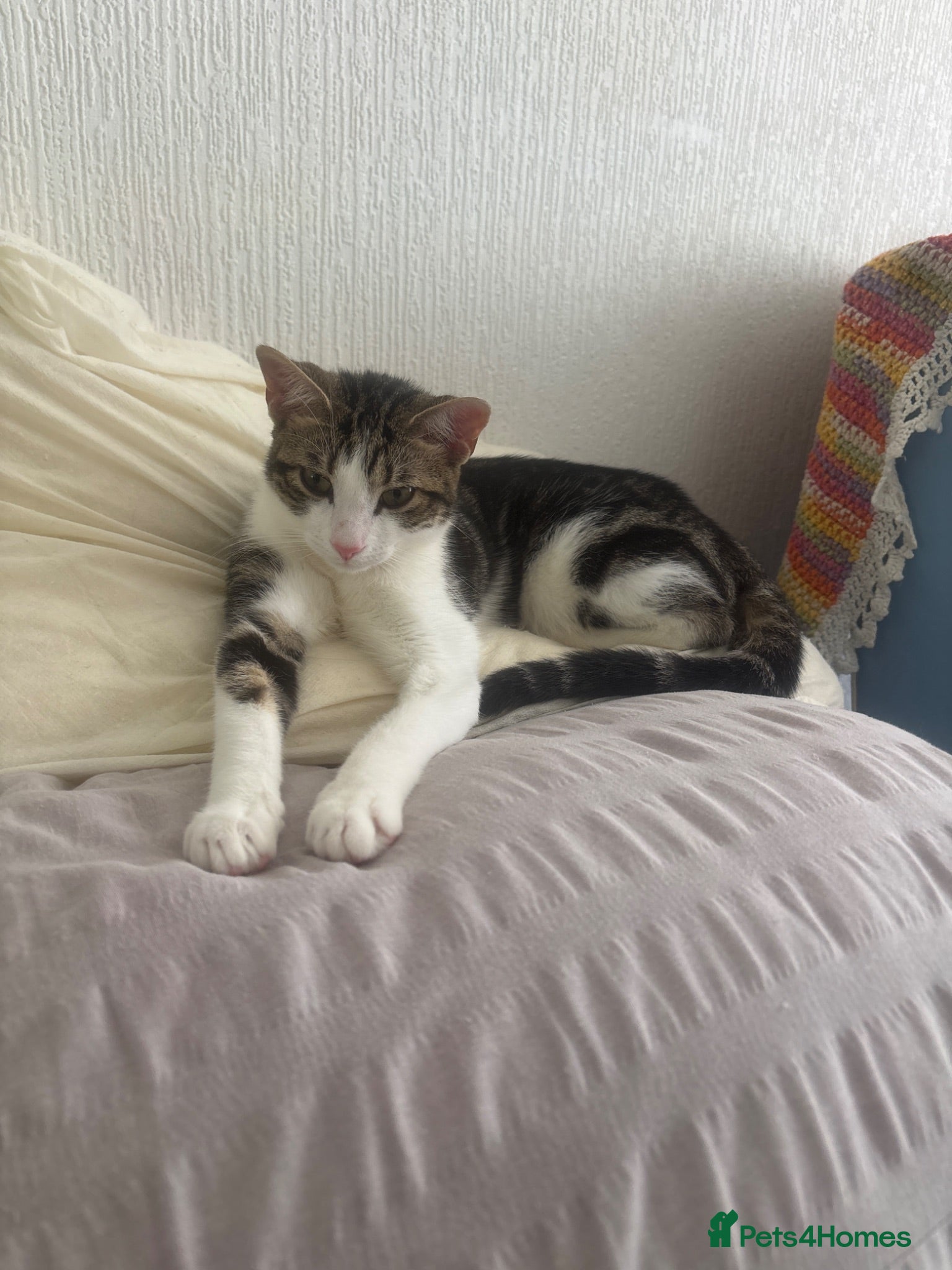 Mixed Breed cats Cats for sale - Advert 10