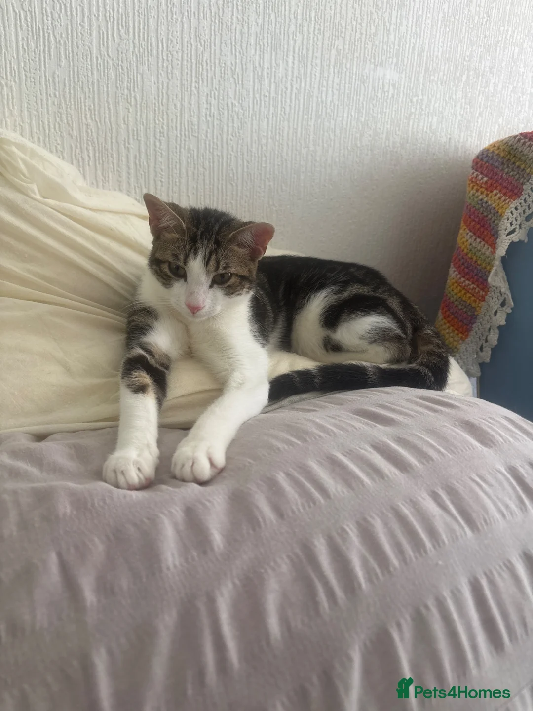 Mixed Breed cats for sale: Cats for sale - Advert 1