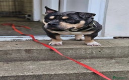 American Bully dogs for sale: Pocket bully puppies - Advert 2