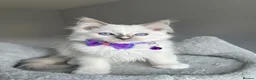 Ragdoll cats for sale: GCCF Pedigree Ragdoll kittens  - Advert 9