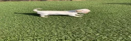 Chihuahua dogs for sale: 5* LICENSED. Gorgeous KC Chihuahua GIRLS - Advert 16