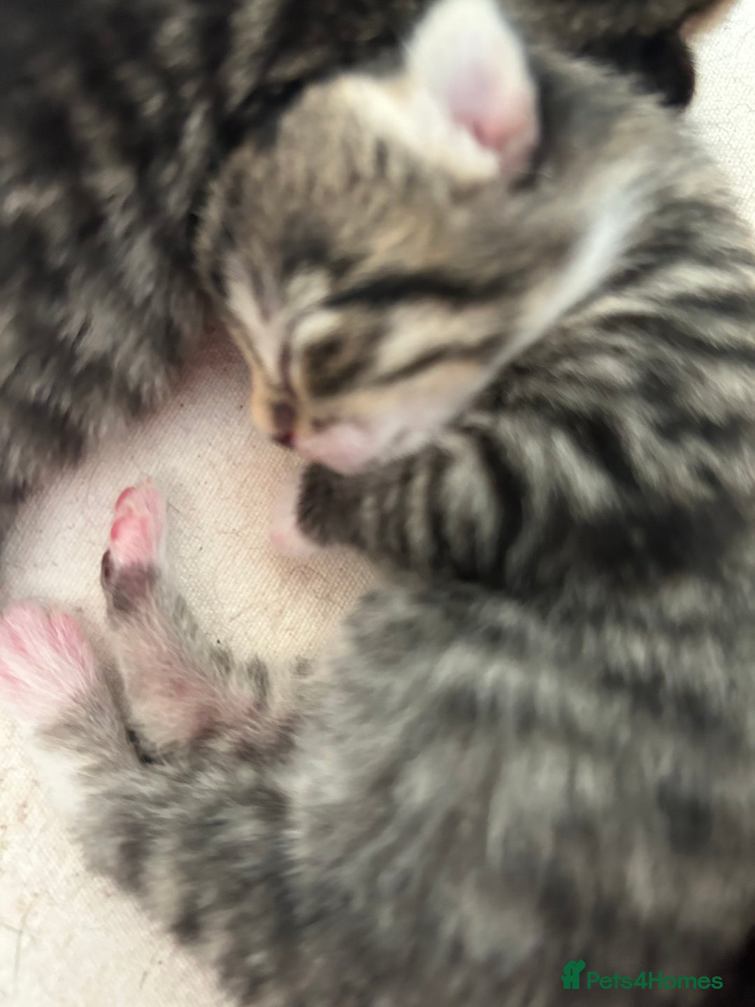 Mixed Breed cats for sale: Beautiful kittens 4 weeks old - Image 4