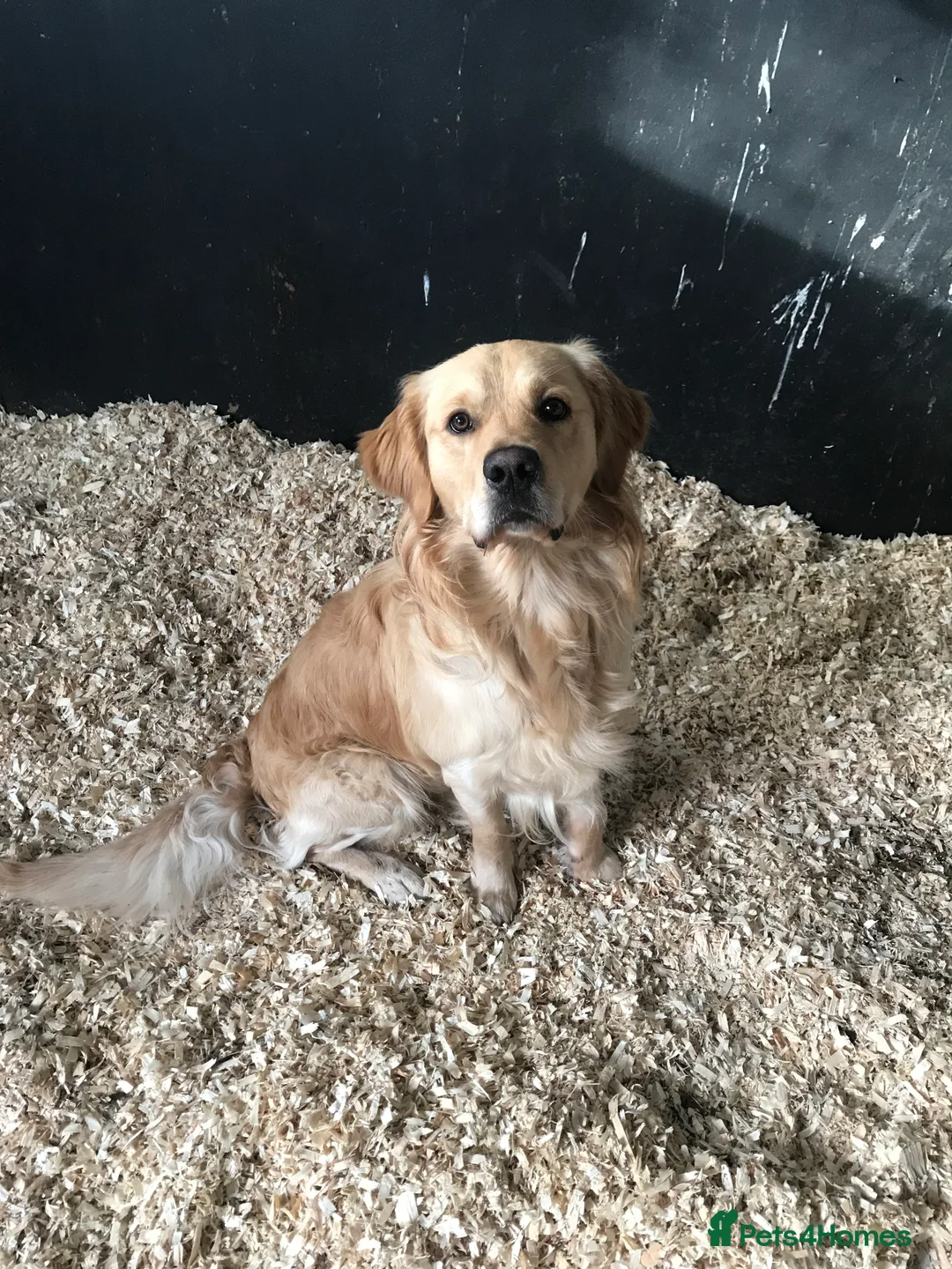 Golden Retriever dogs for stud: MAC DREAMER - Advert 2