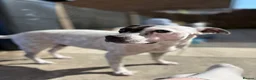 Mixed Breed dogs for sale: Bridle Staffy cross Jack russell puppy  - Advert 4