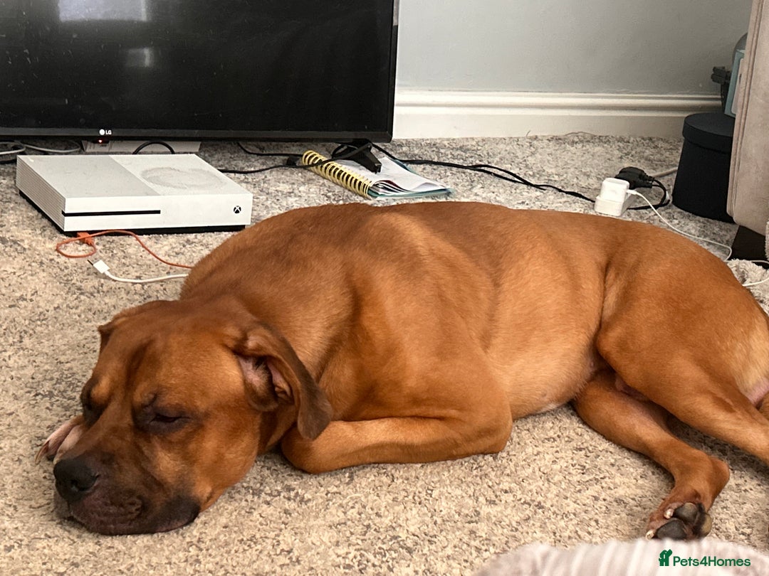 Mixed Breed dogs for sale: Zeus  - Image 2