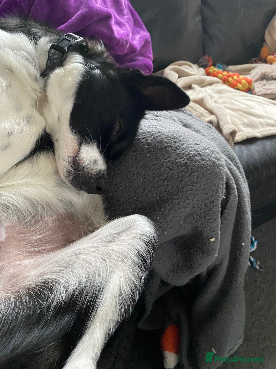 Mixed Breed dogs for adoption: Parker  - Advert 6