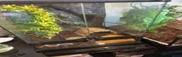 Gecko reptiles for sale: Crested gecko in Shildon - Advert 3
