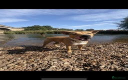 Mixed Breed dogs for sale:  **   - Image 5