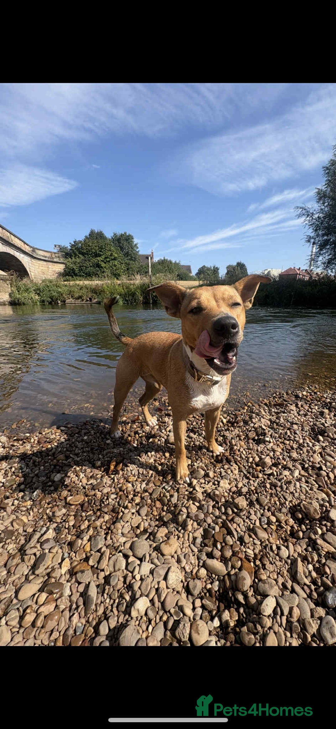 Mixed Breed dogs for sale:  **   - Image 5