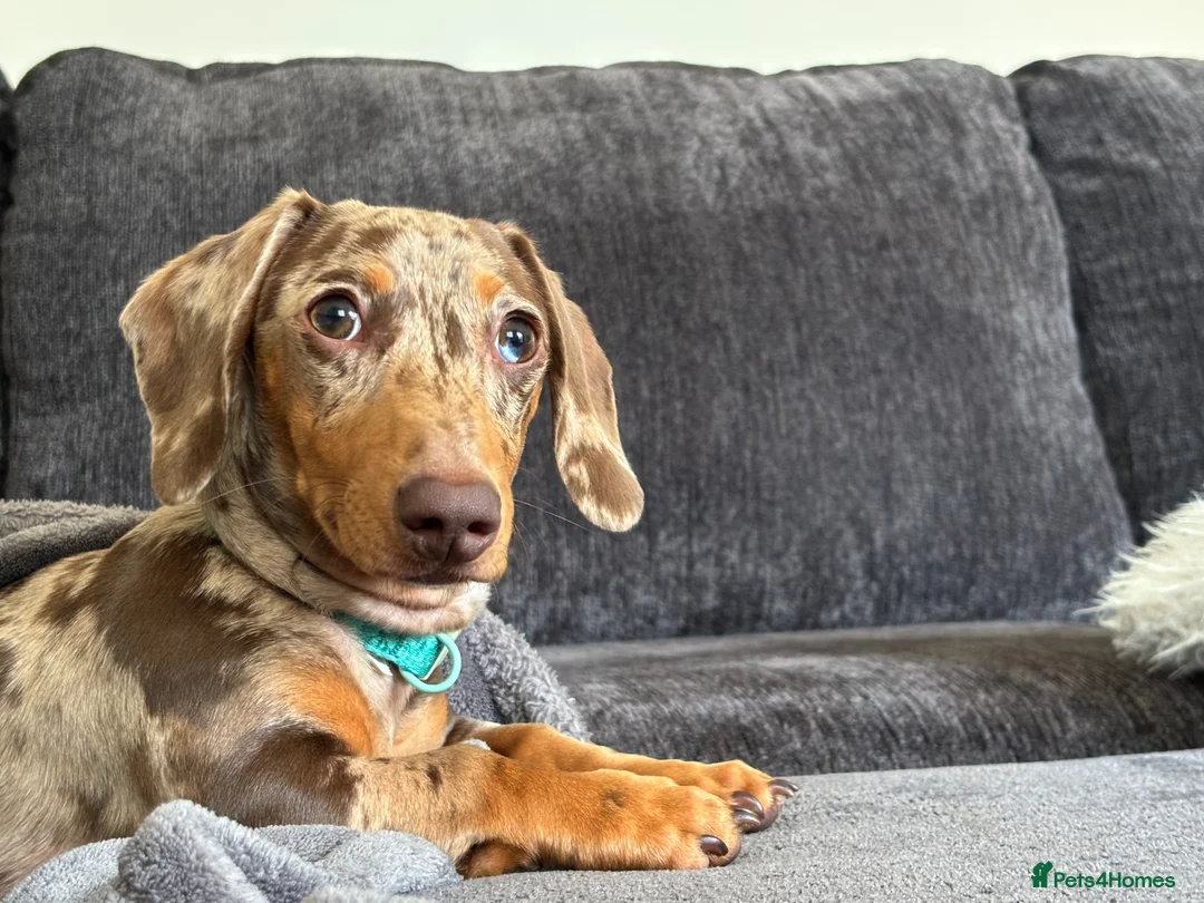 Miniature Dachshund dogs for sale: Rehoming  - Advert 2