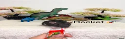 Rat rodents for sale: Beautiful baby rats  - Advert 3