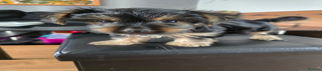 Yorkshire Terrier Puppy 2