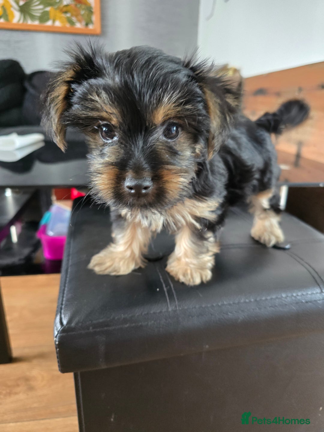 Yorkshire Terrier dogs for sale: Yorkshire terriers puppy's  - Image 5