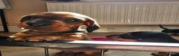 Dachshund dogs for sale: Pure Bred Dachshunds  - Advert 7