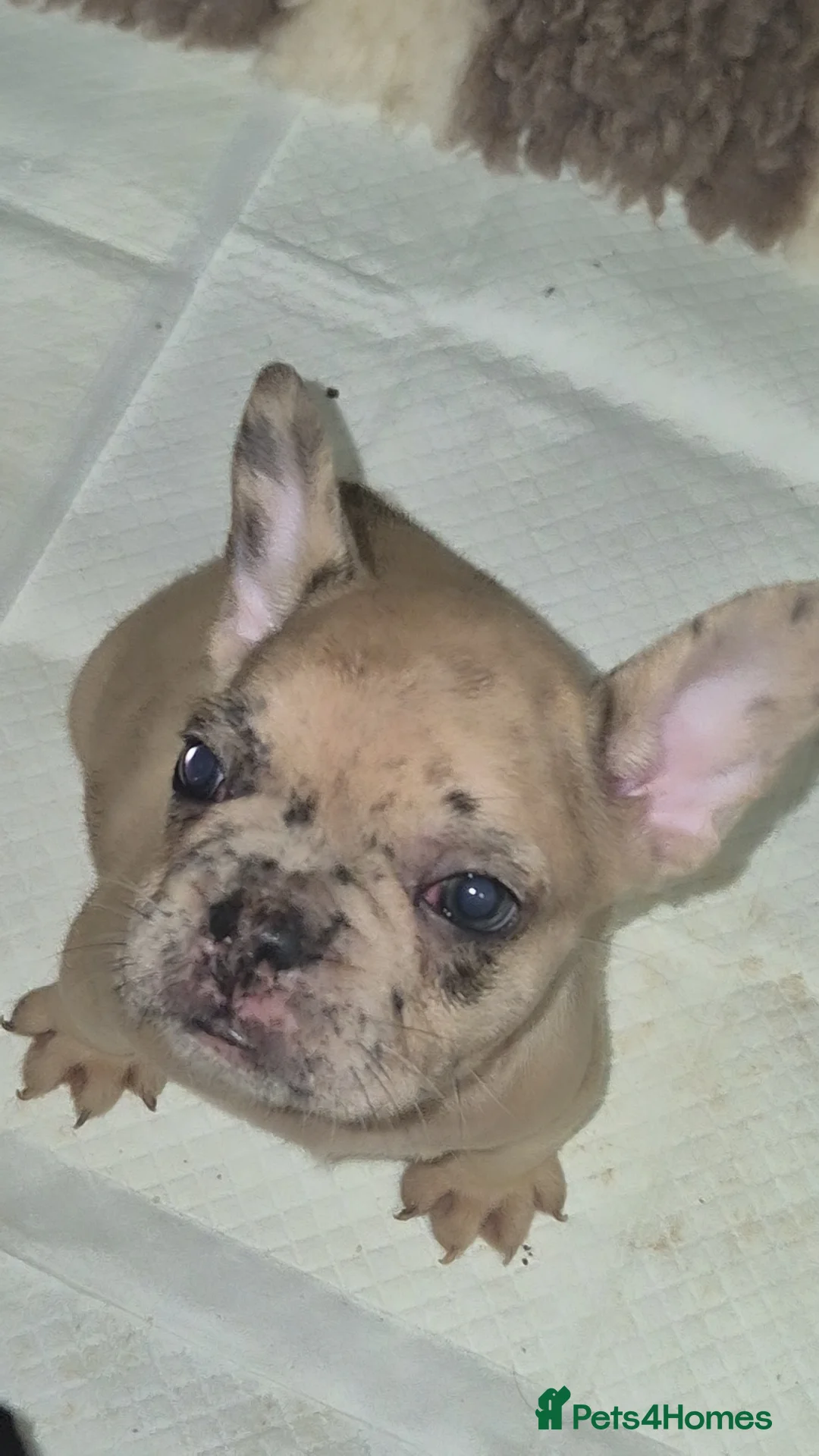 French Bulldog dogs for sale: Stunning litter of frenchies  - Advert 7