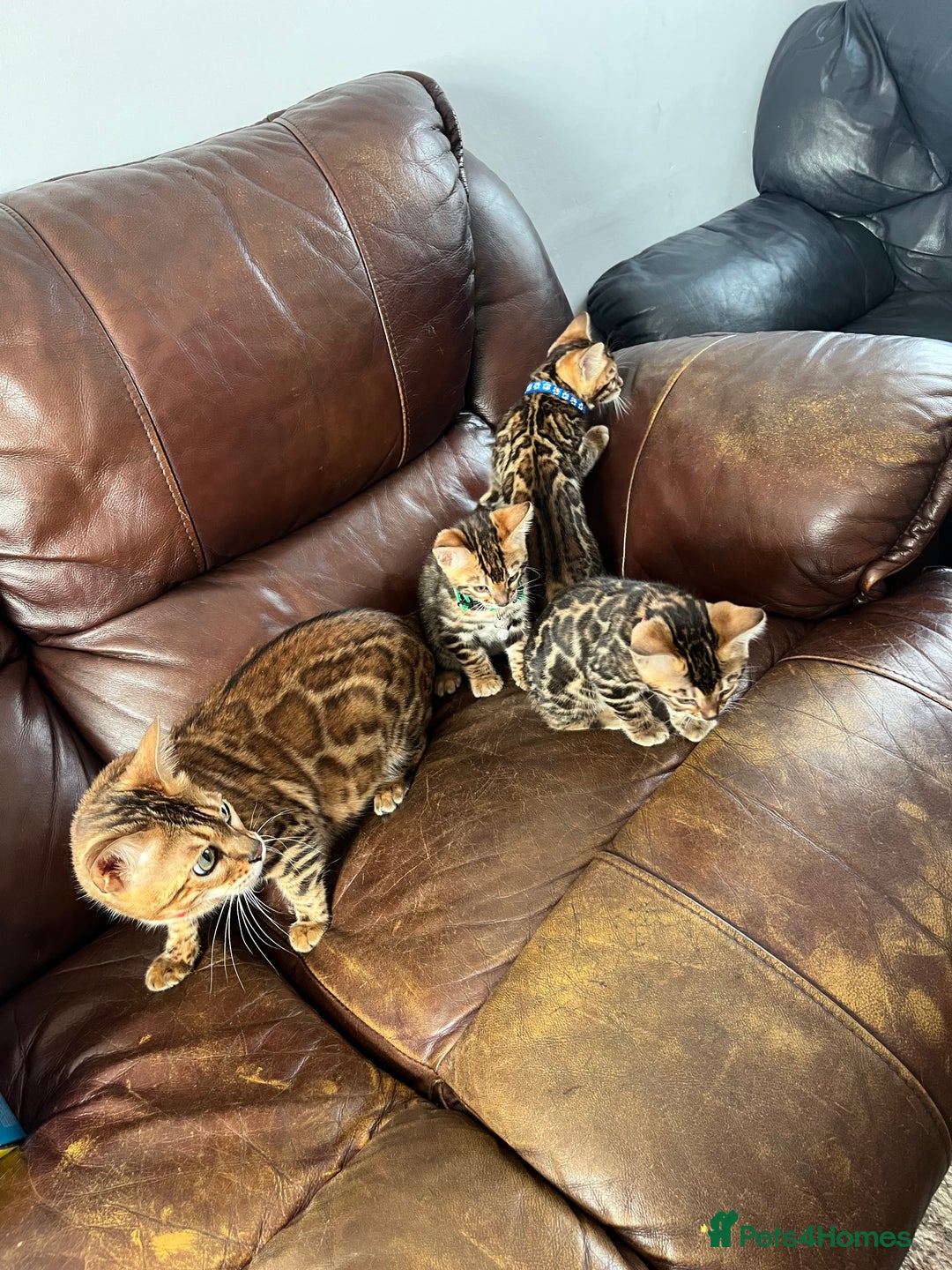 Bengal cats for sale: Available Pure Bengal kittens now! ♥️ - Image 22