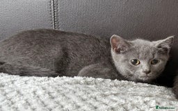 Russian Blue cats for sale: Russian Blue Kittens - Image 16
