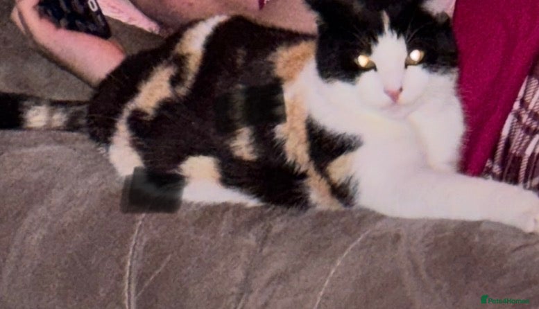 American Bobtail cats 2 beautiful kittens  - Advert 1