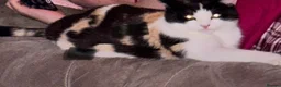 American Bobtail cats for sale: 2 beautiful kittens  - Advert 1