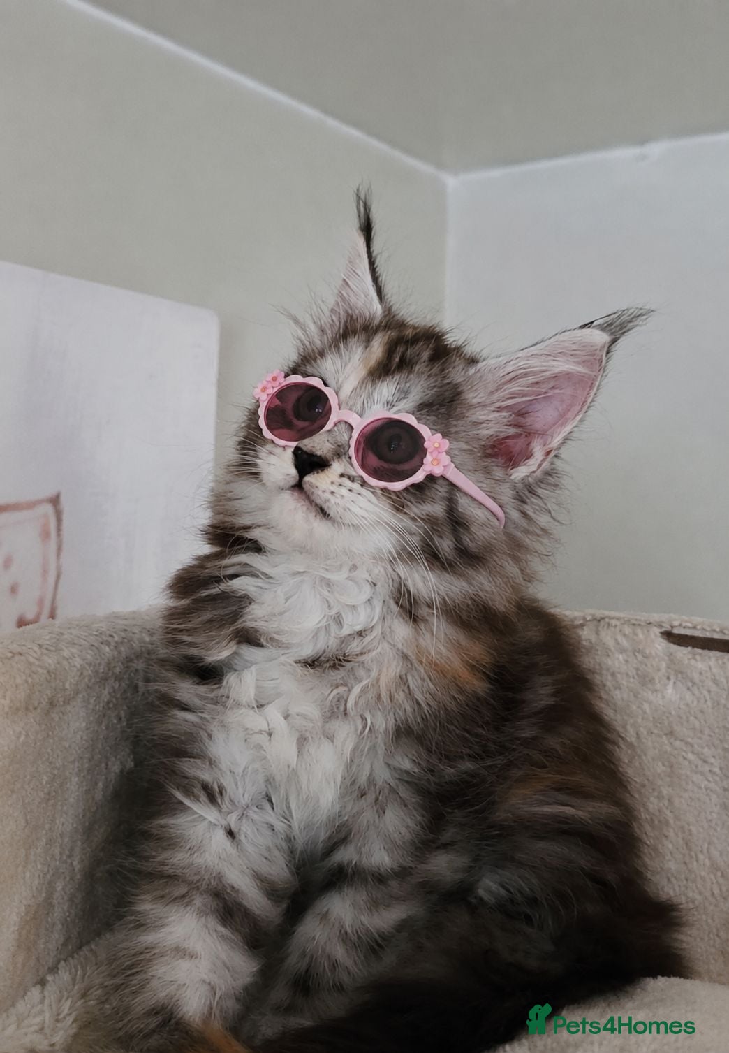 Maine Coon cats Beautiful, friendly Maine coon girl  - Advert 2