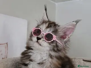 Maine Coon cats Beautiful, friendly Maine coon girl - Advert 1