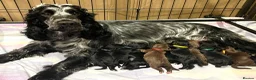 Cockapoo dogs for sale: ❤️Gentle & Affectionate Mini DNA CLEAR F1 Cockapoo - Advert 7