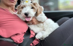 Goldendoodle dogs for sale: Golden Doodle Girl Ready Now - Image 4