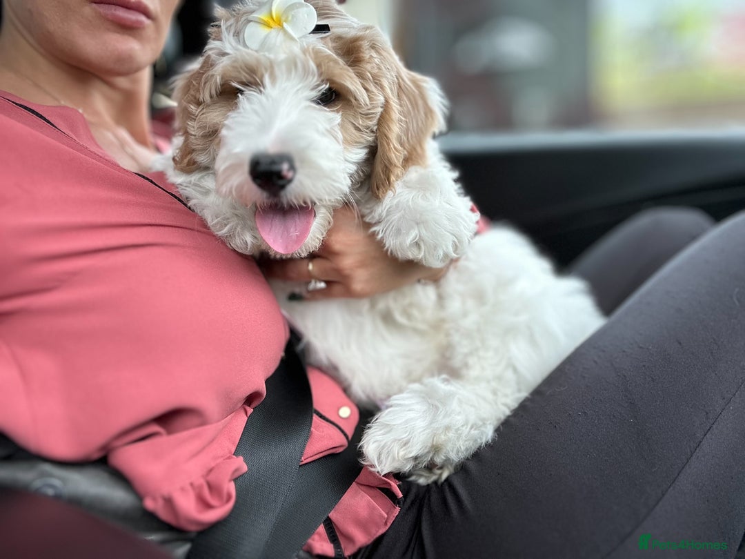 Goldendoodle dogs for sale: Golden Doodle Girl Ready Now - Image 4
