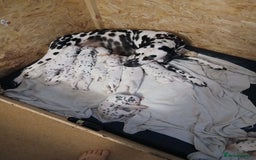 Dalmatian dogs for sale: Pedigree Dalmatian Puppies - Image 4