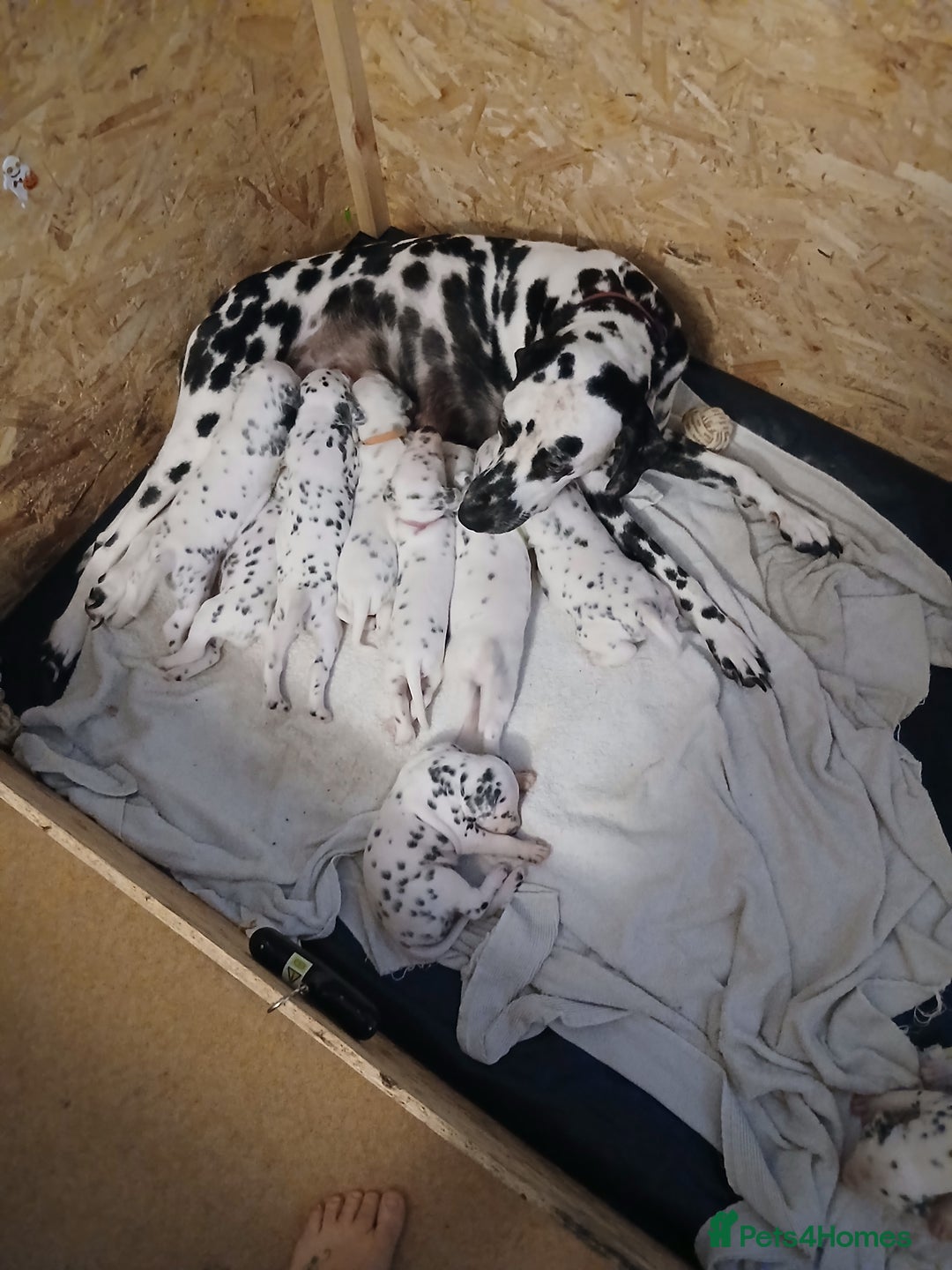 Dalmatian dogs for sale: Pedigree Dalmatian Puppies - Image 4