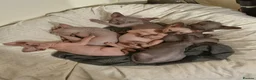 Sphynx cats for sale: New Sphynx Litter Available Now! - Advert 13